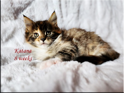 katana8weeks