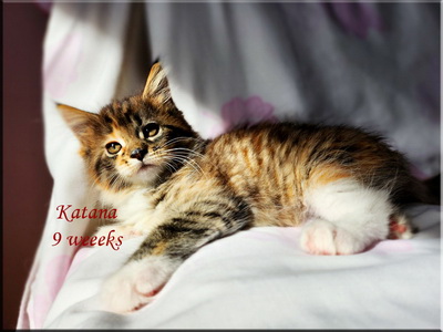katana9weeks