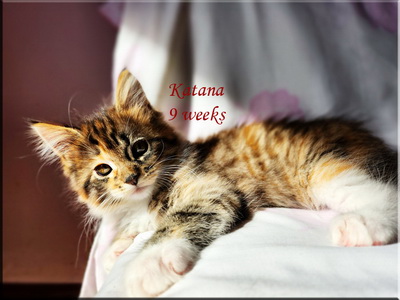 katana9weeks