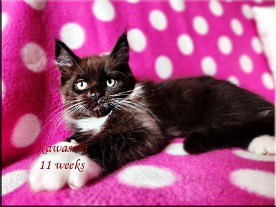 kawasaki11 weeks