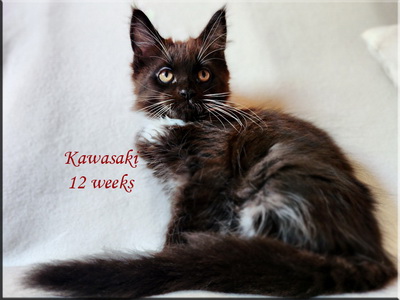 kawasaki12weeks