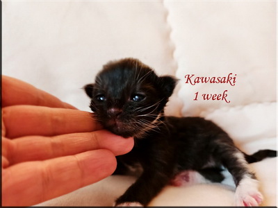 Kawasaki 1week
