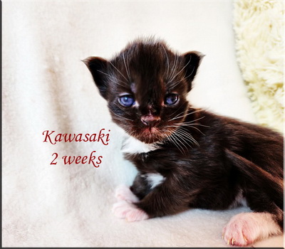 kawasaki2weeks