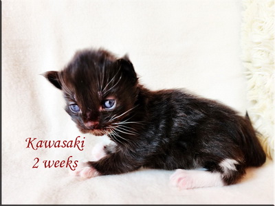 kawasaki2weeks