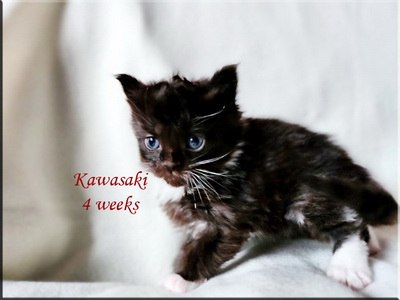 kawasaki4weeks