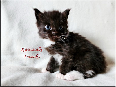 kawasaki4weeks