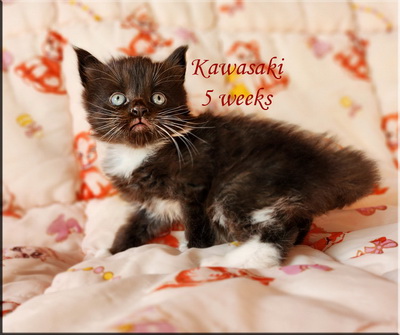 kawasaki5weeks