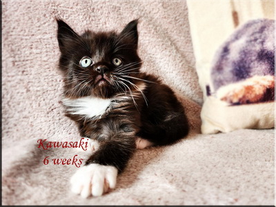 kawasaki6weeks