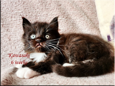 kawasaki6weeks