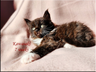 kawasaki7weeks