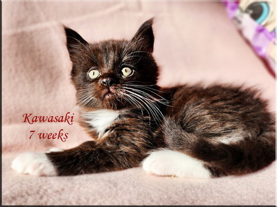 kawasaki7weeks