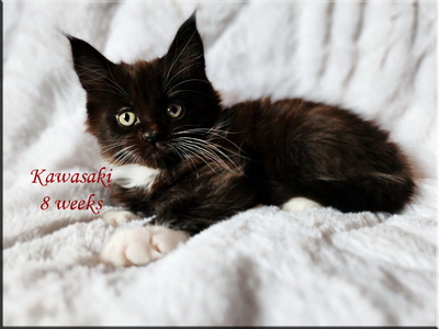 kawasaki8weeks
