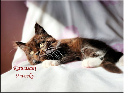 kawasaki9weeks