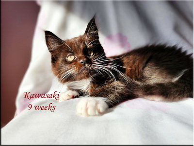 kawasaki9weeks