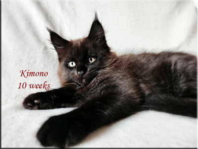 kimono10weeks