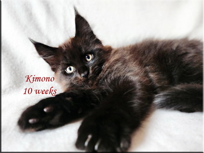 kimono10weeks