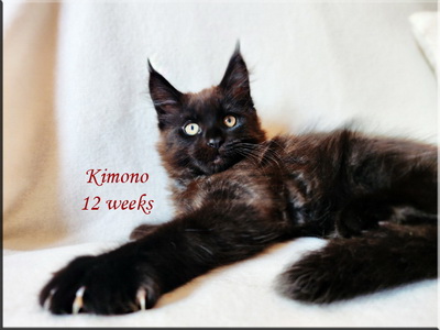 kimono12weeks