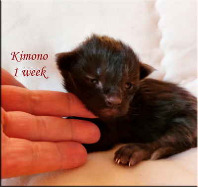 kimono1week