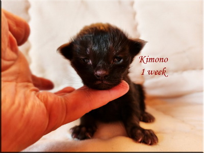 kimono1week