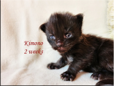 kimono2weeks