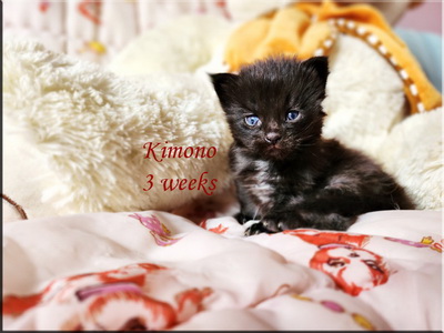 kimono3weeks