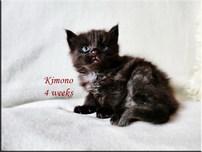 kimono4weeks
