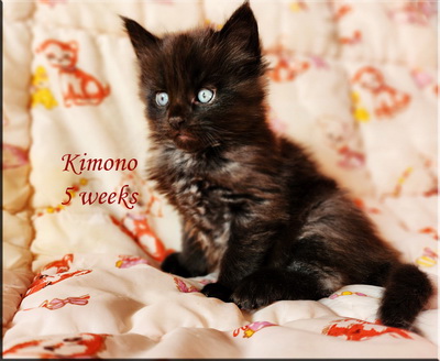 kimono5weeks