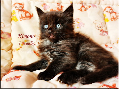 kimono5weeks