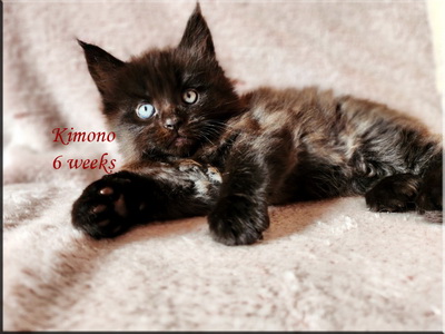 kimono6weeks
