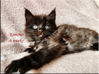 kimono6weeks