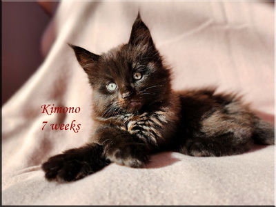 kimono7weeks