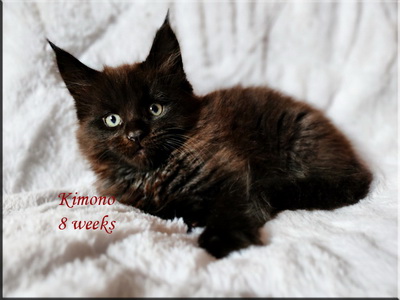 kimono8weeks