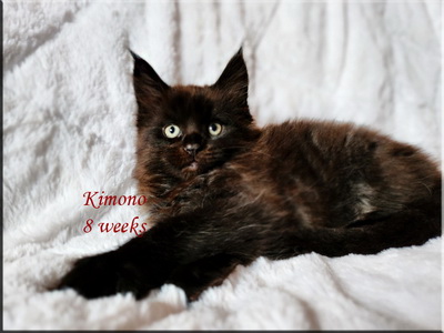 kimono8weeks
