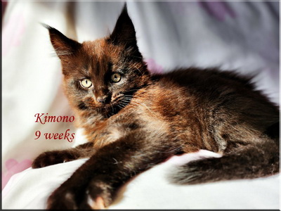 kimono9weeks