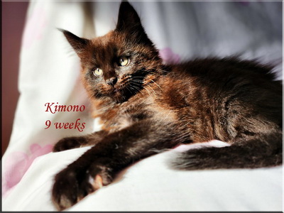 kimono9weeks