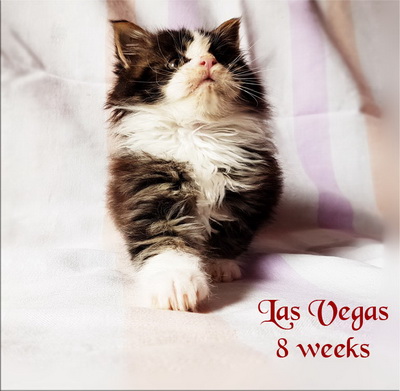 LasVegas8w