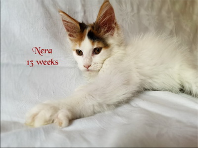 Nera13w