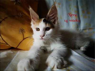 Nera14w