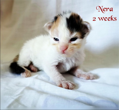 Nera2weeks