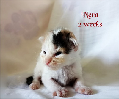 Nera2weeks