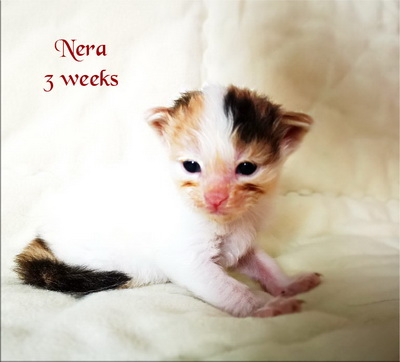 Nera3w