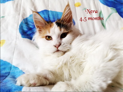 Nera4,5months