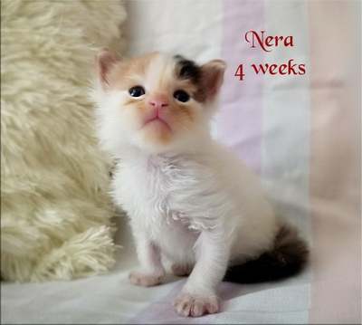 Nera4w