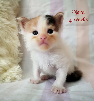 Nera4w