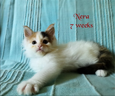 Nera7w