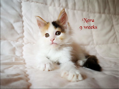 Nera9w