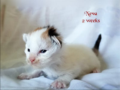 Neva2weeks