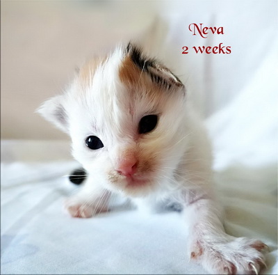 Neva2weeks