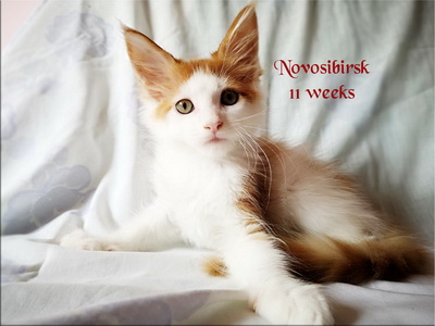 Novosibirsk11w
