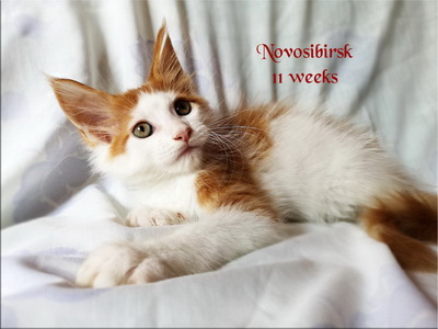 Novosibirsk11w